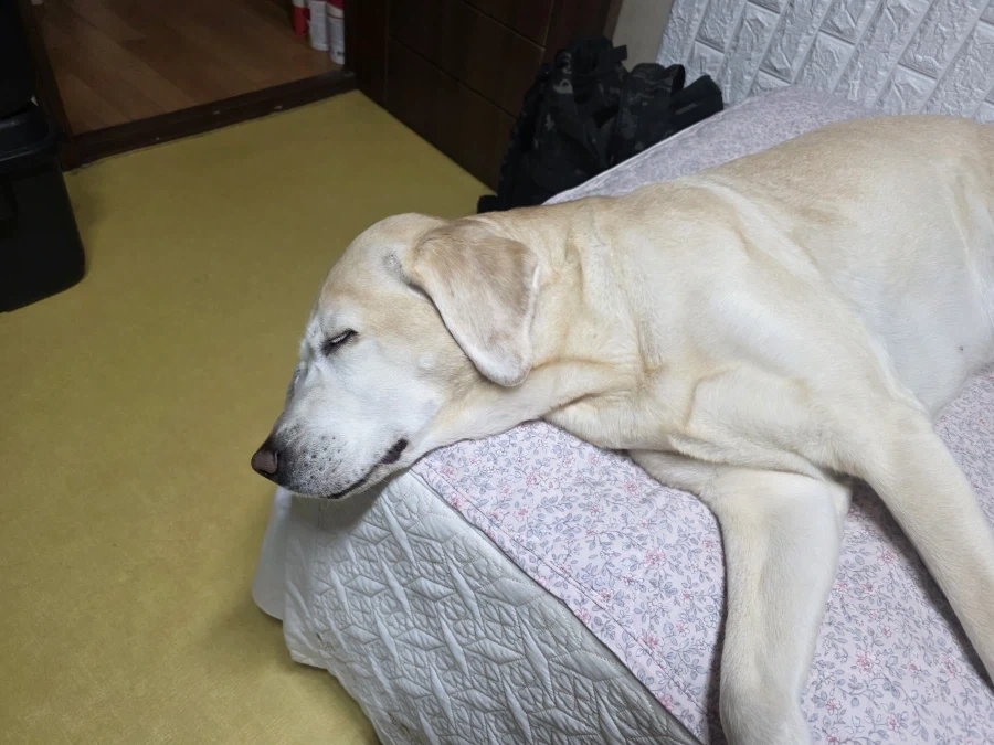 자, 너희가 원하던 사진이다._1.webp