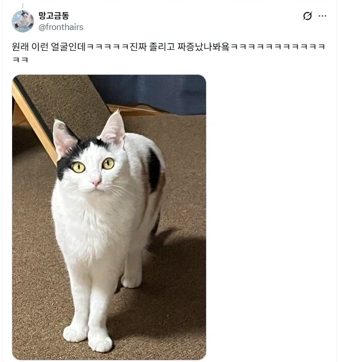 낮잠 재워 달라고 화내는 고양이_2.webp