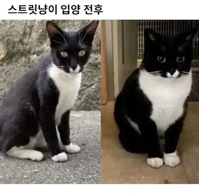 길냥이 입양 전과 후_1.webp