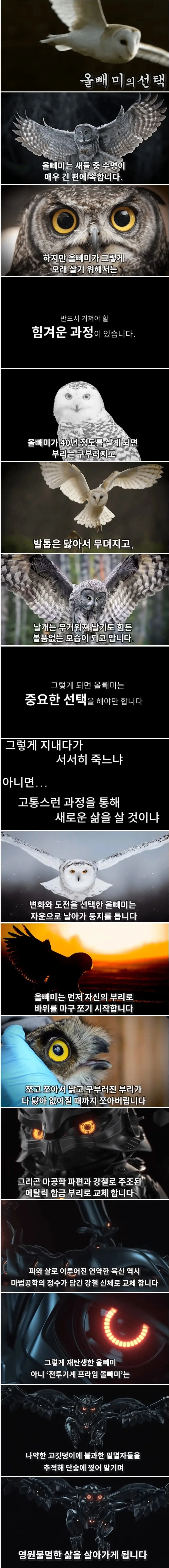 늙은 올빼미의 선택_1.webp