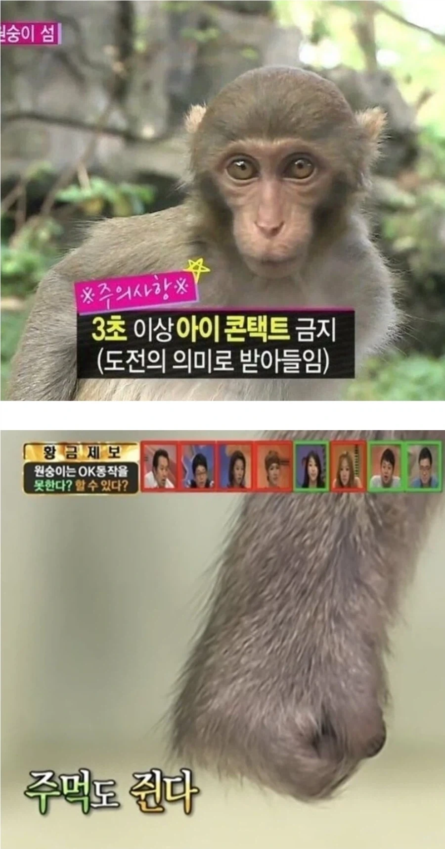 유인원의 눈을 똑바로 쳐다보면서 이 드러내고 웃으면 ㅈ됨_2.webp