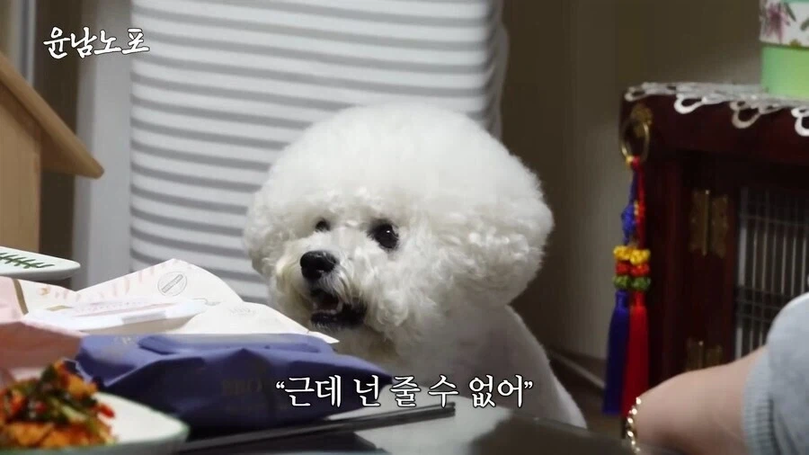 개랑 눈싸움 하는 윤남노 셰프.jpg_8.webp