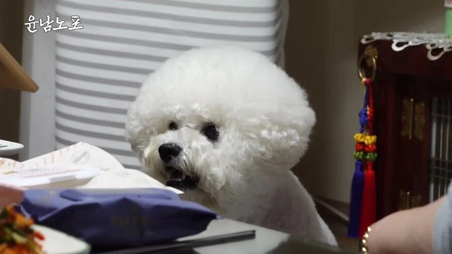 개랑 눈싸움 하는 윤남노 셰프.jpg_10.webp