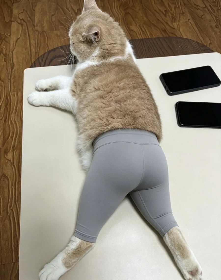 레깅스 입은 고양이_2.webp