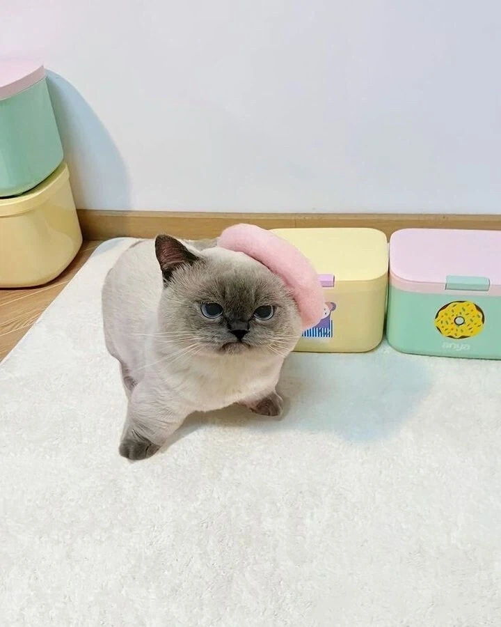 언젠가 저장했던 무진장 표독한 고양이 한장_1.webp