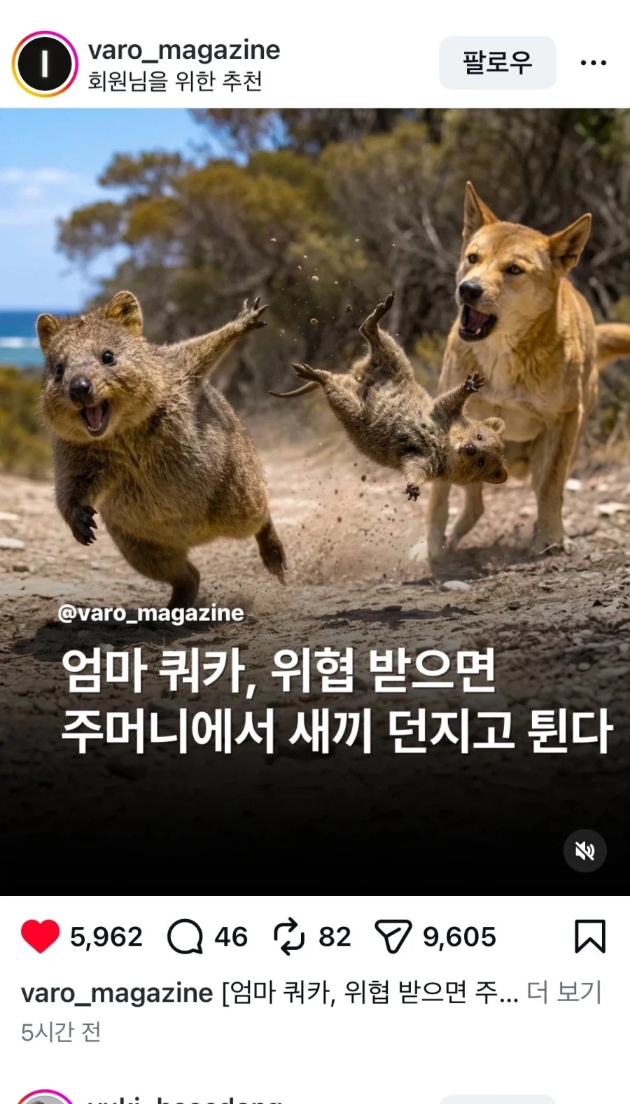 걸어다니는 벌금덩어리 쿼카의 진실.jpg_3.webp