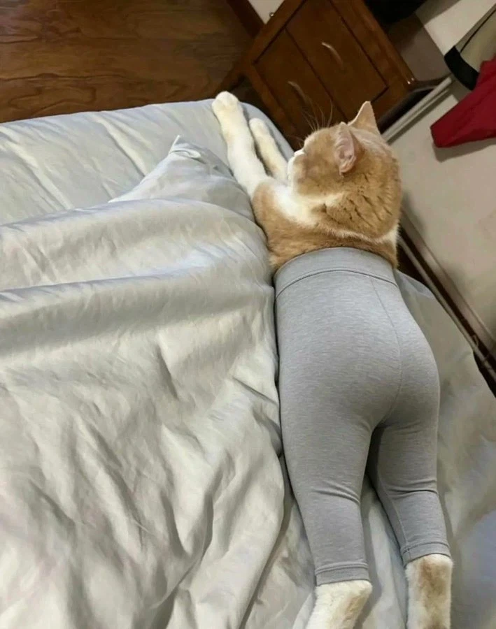 고양이에게 요가팬츠를 입혀보니 사람 같다_2.webp