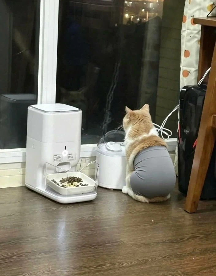 고양이에게 요가팬츠를 입혀보니 사람 같다_3.webp