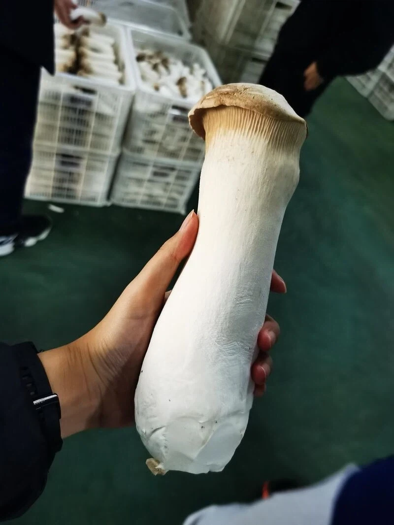 옆으로 자라는 새송이 버섯 공장_3.webp