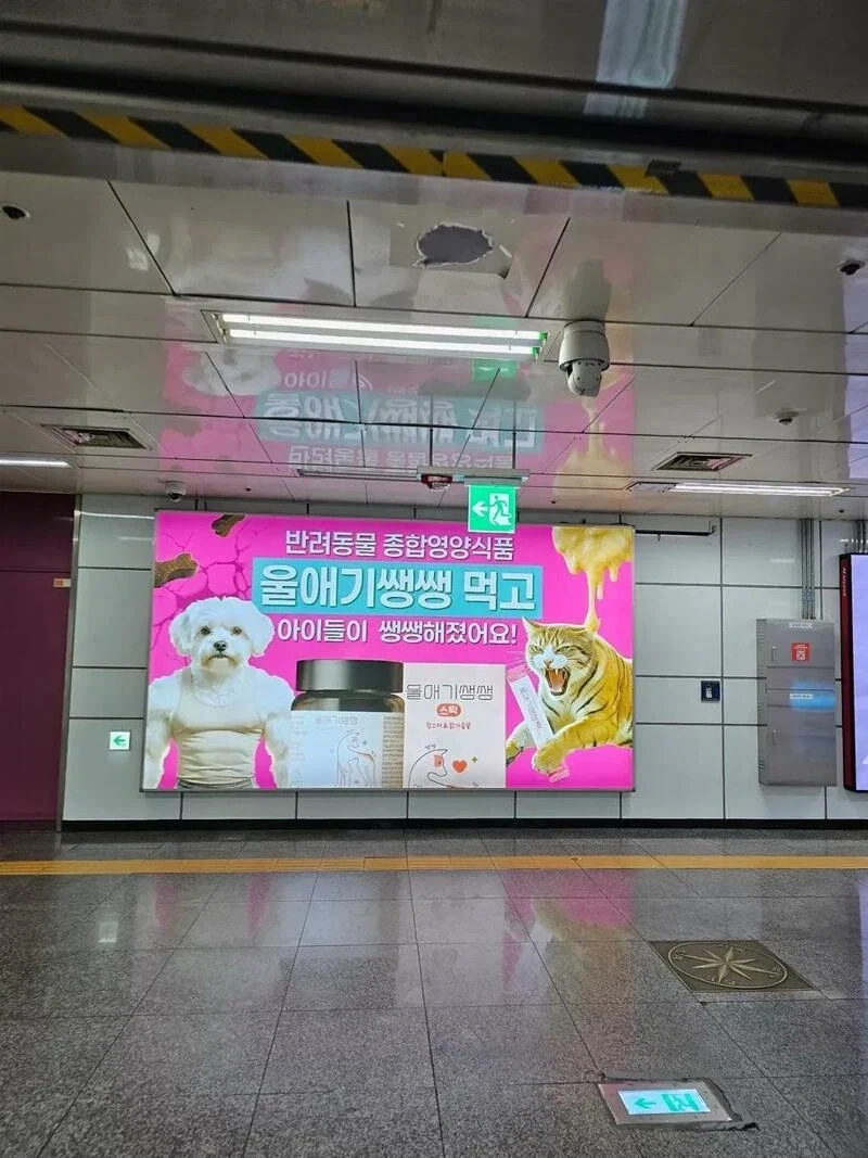 모찌가 튼튼해졌어요!!!.jpg_2.webp