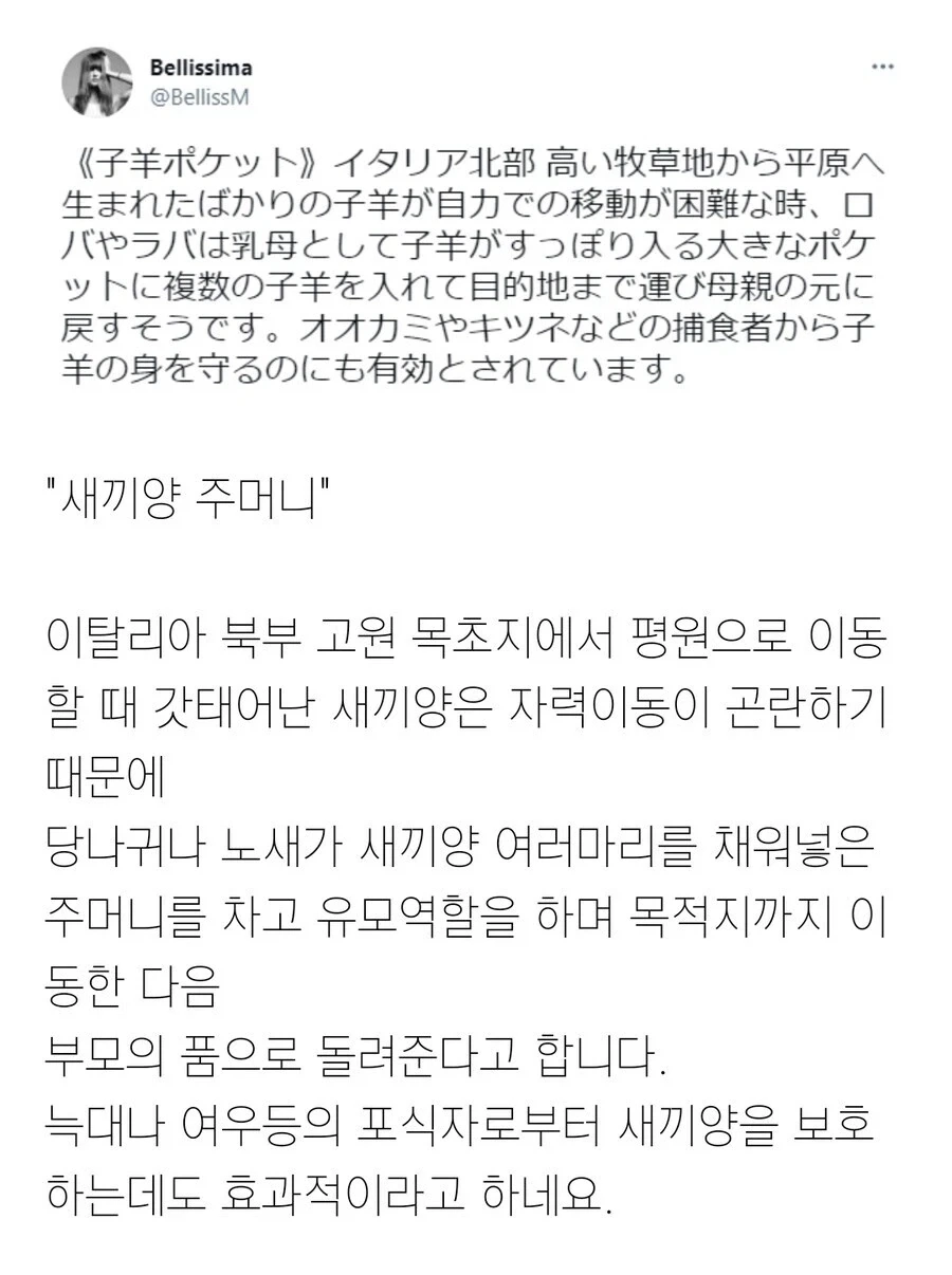 새끼양을 데리고 이동하는 법.jpg_4.webp