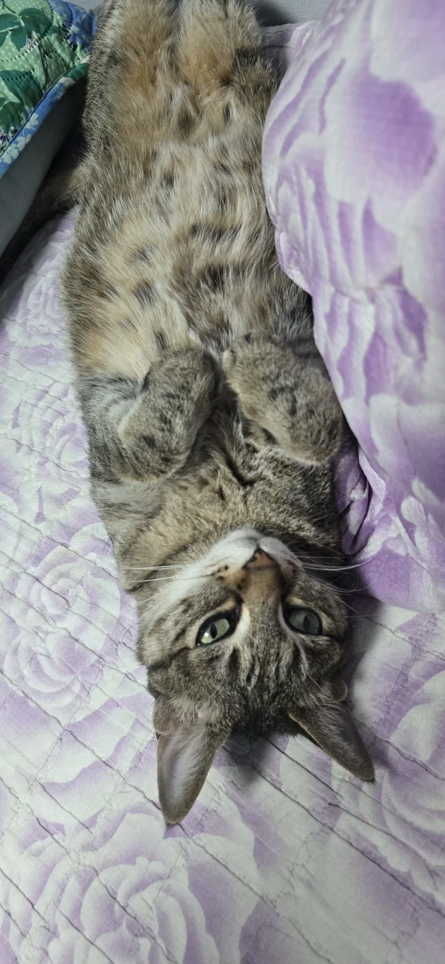 고양이특 아무것도 안함_1.webp