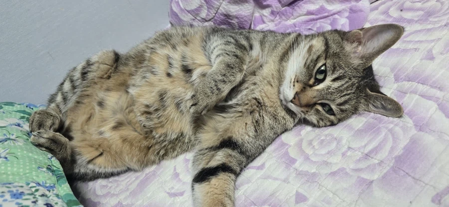 고양이특 아무것도 안함_6.webp