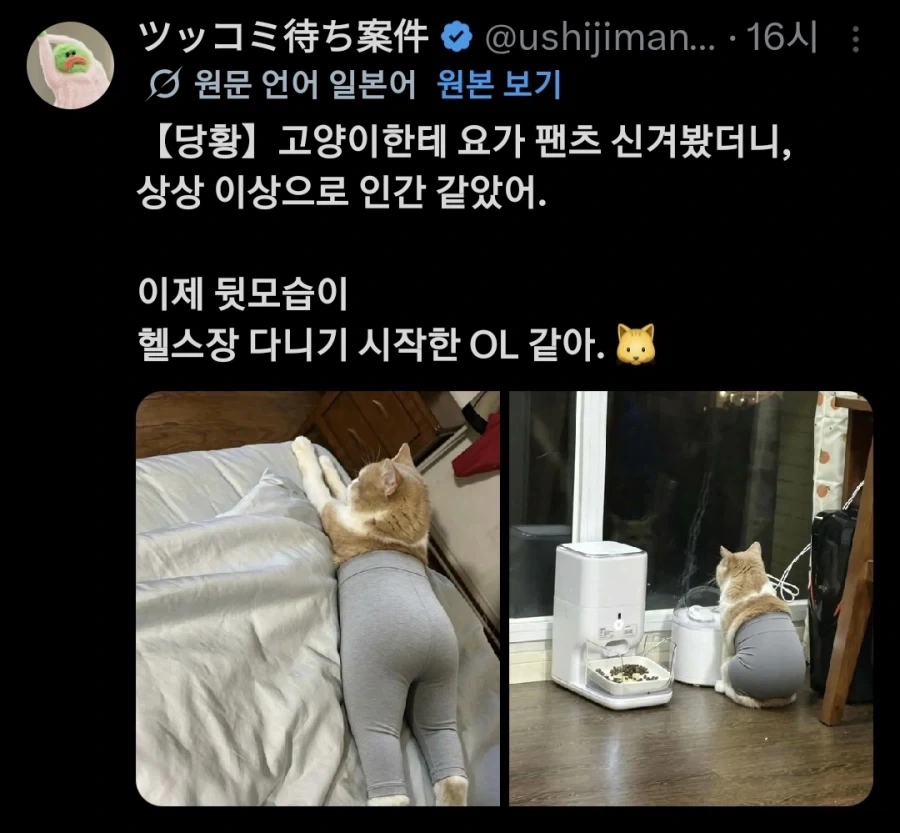 고양이에게 요가팬츠를 입혀보니 사람 같다_1.webp