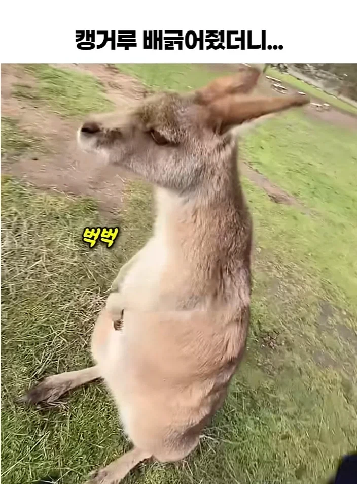 오스트리아 캥거루 특징_1.webp
