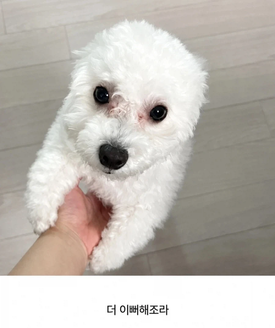 반가우면 민머리되는 댕댕이들_4.webp