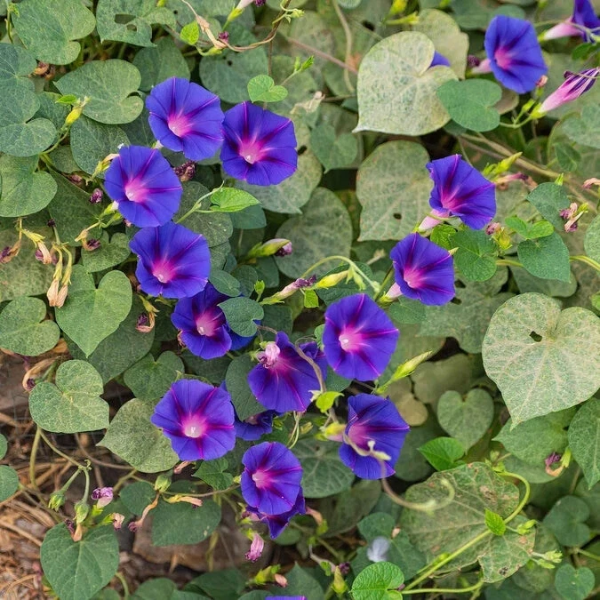 모닝글로리.jpg_2.webp