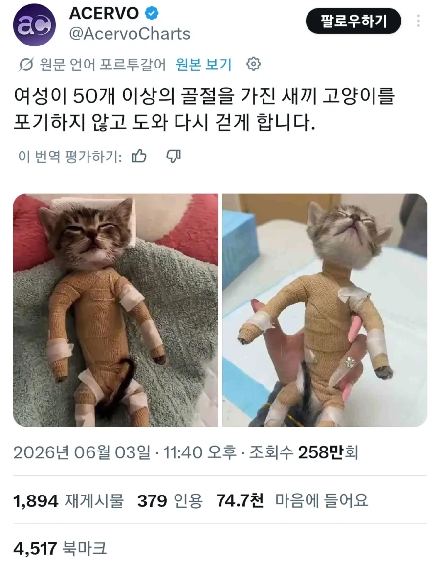 골절을 당한 새끼고양이를 치료한 여성_1.webp