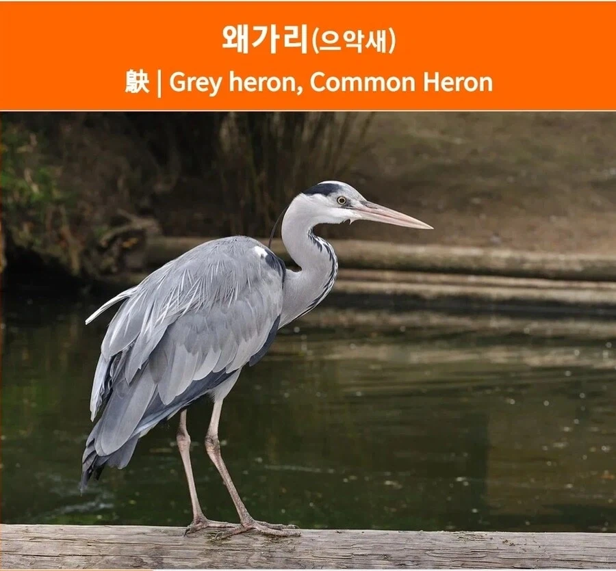 왜가리의 이명_1.webp