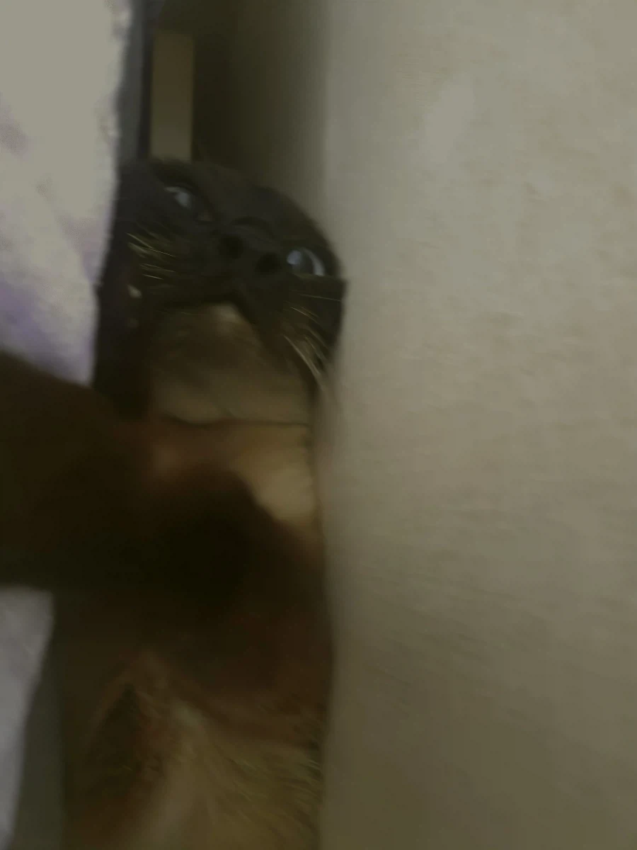 우리집 고양이 귀여운 사진 한장 평가해주세요_1.webp