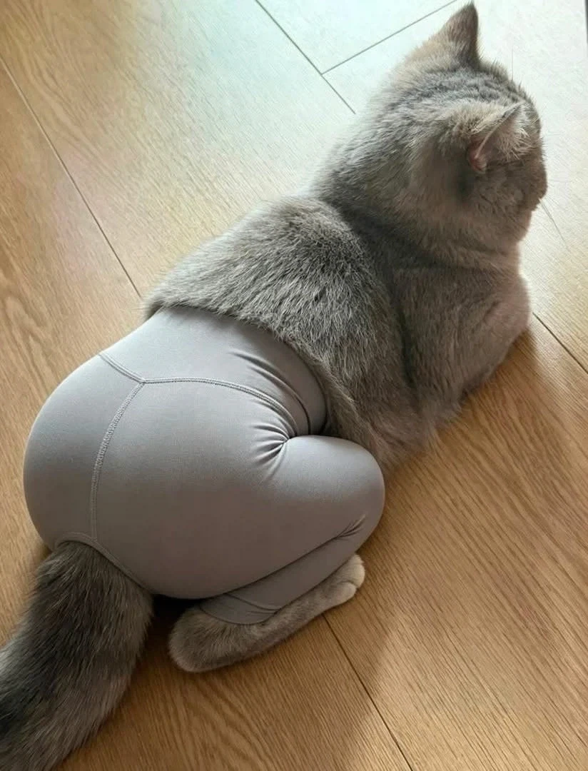 레깅스 입은 고양이_1.webp