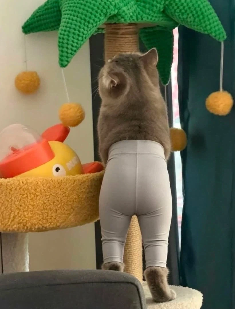레깅스 입은 고양이_2.webp