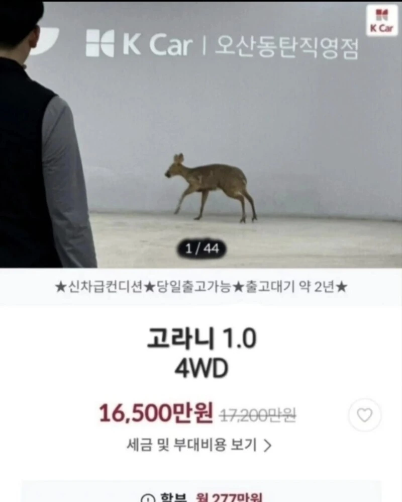 무사고 중고차 역대급 매물_1.jpg