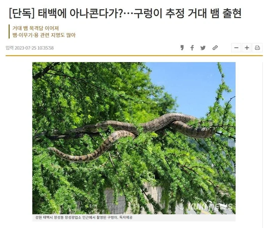 강원도 거대 뱀 출현 사건의 진실.JPG_1.webp