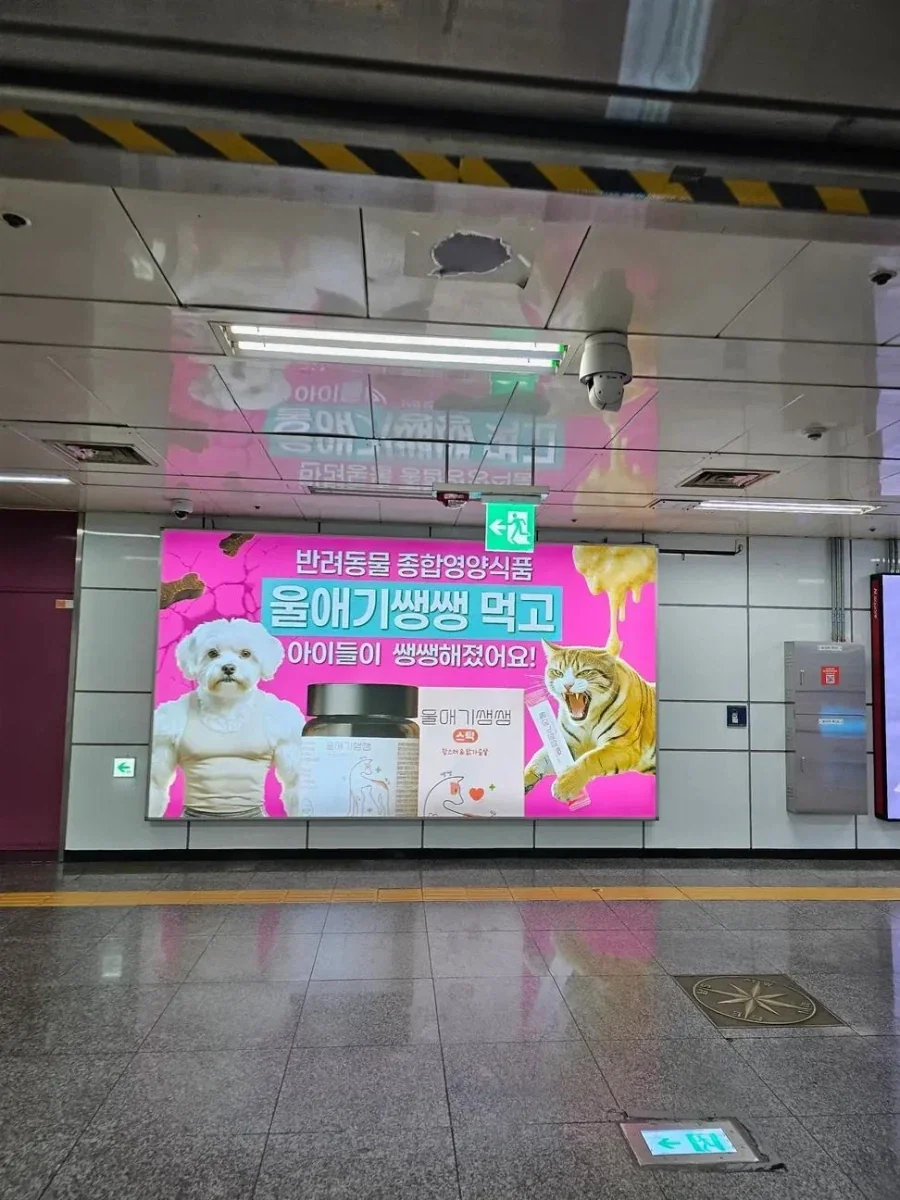 고민되는 반려동물 영양제_2.webp