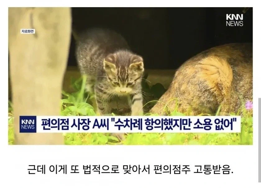 주민간의 총력전으로 길고양이만 신난 상황.jpg_2.webp