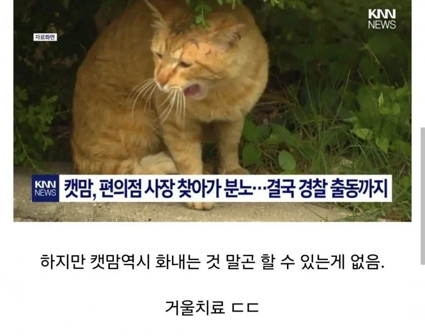 주민간의 총력전으로 길고양이만 신난 상황.jpg_4.webp