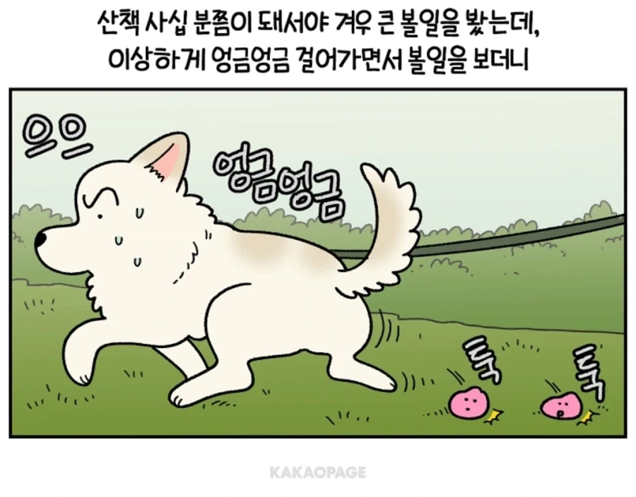 배변훈련이 안된 성견에게 가르치는 법_2.webp