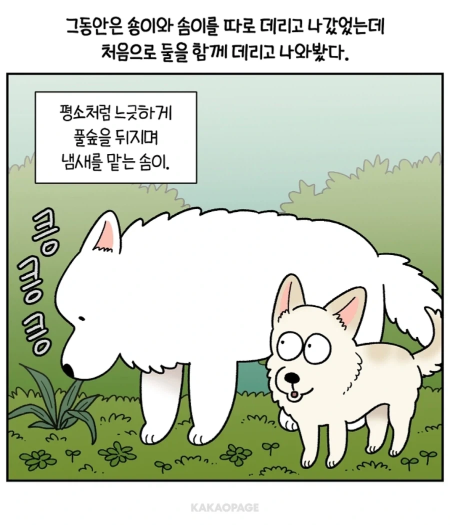 배변훈련이 안된 성견에게 가르치는 법_6.webp