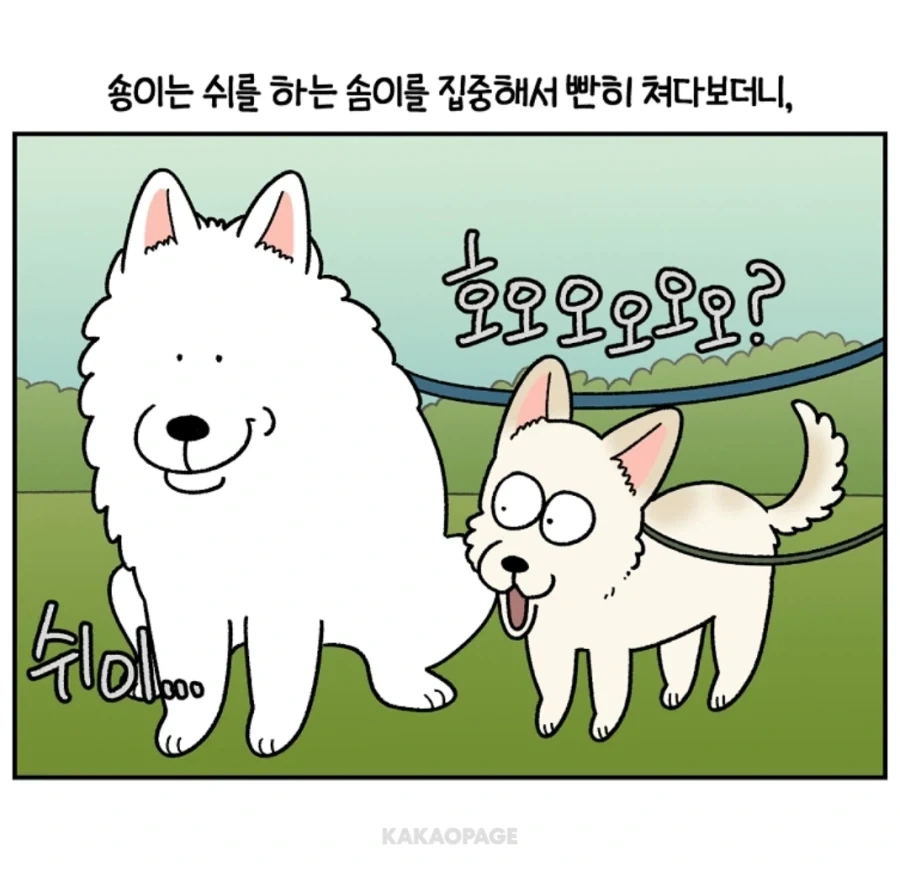배변훈련이 안된 성견에게 가르치는 법_8.webp