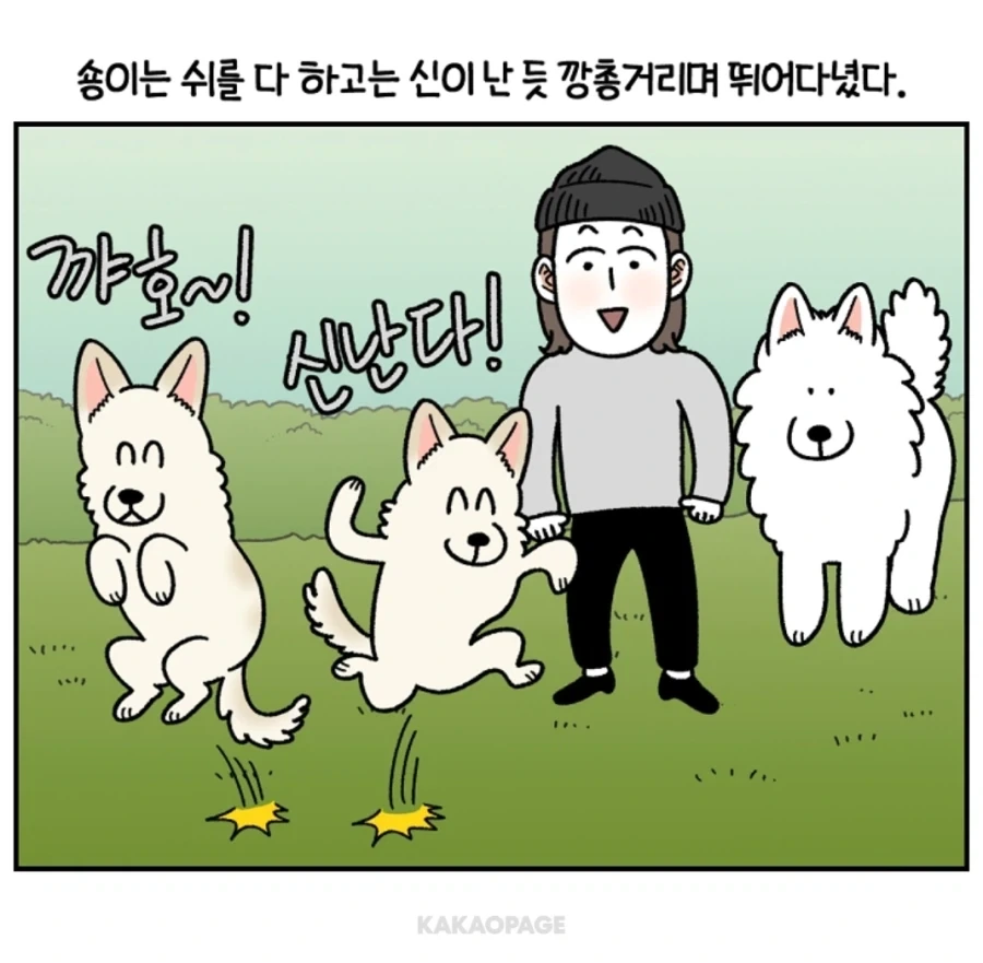 배변훈련이 안된 성견에게 가르치는 법_11.webp