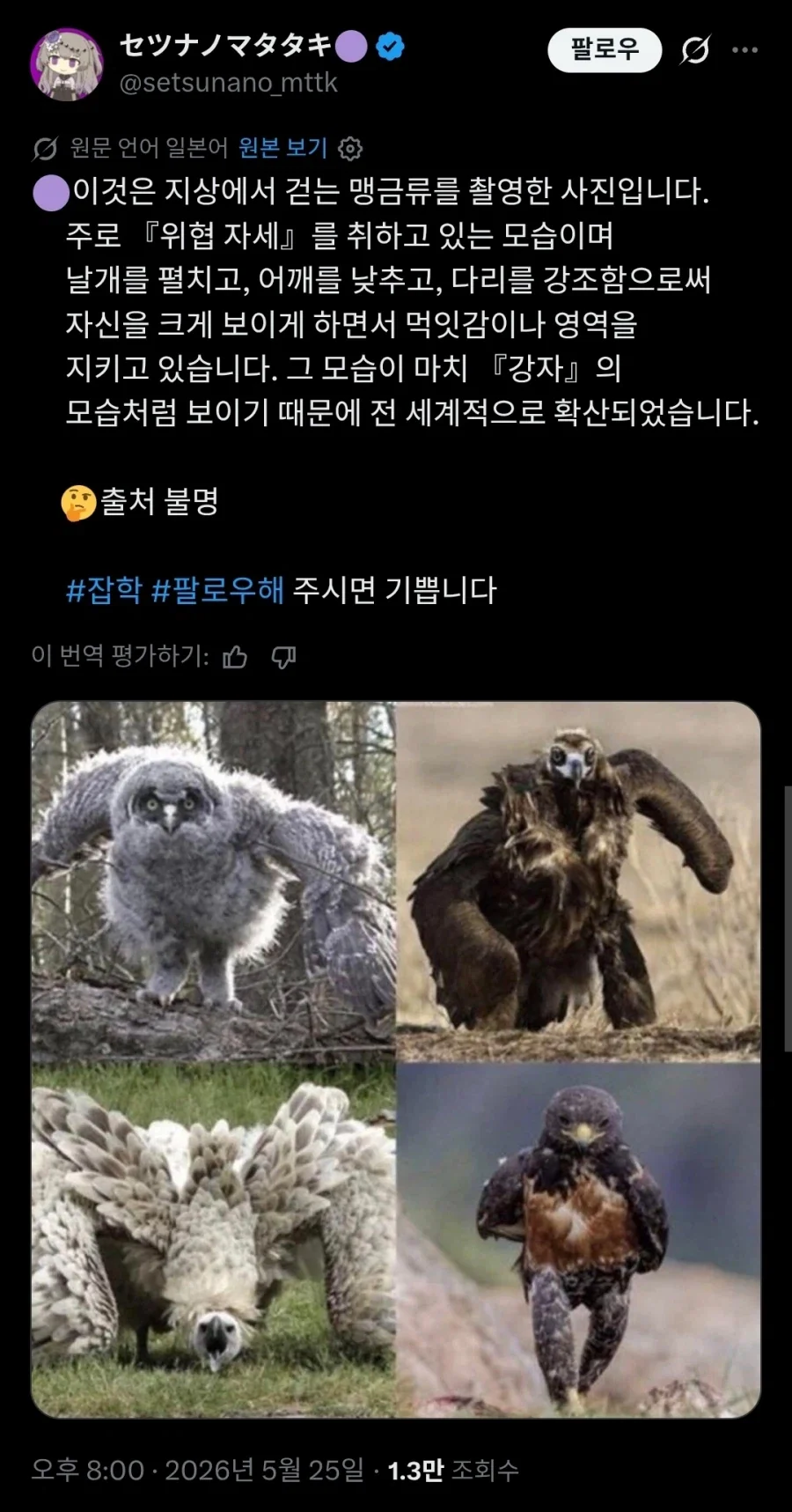 위협자세를 취하고 있는 맹금류 사진.twit_1.webp