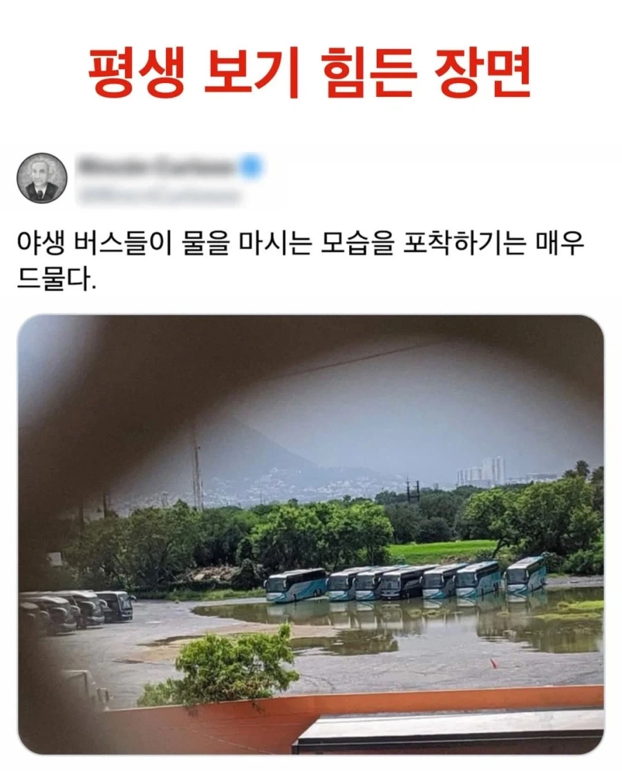 야생에서 보기 힘든 장면을 찍은_1.webp