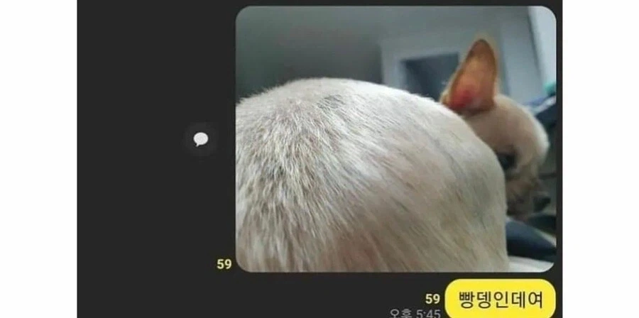 염색 잘 되었네요.jpg_2.webp