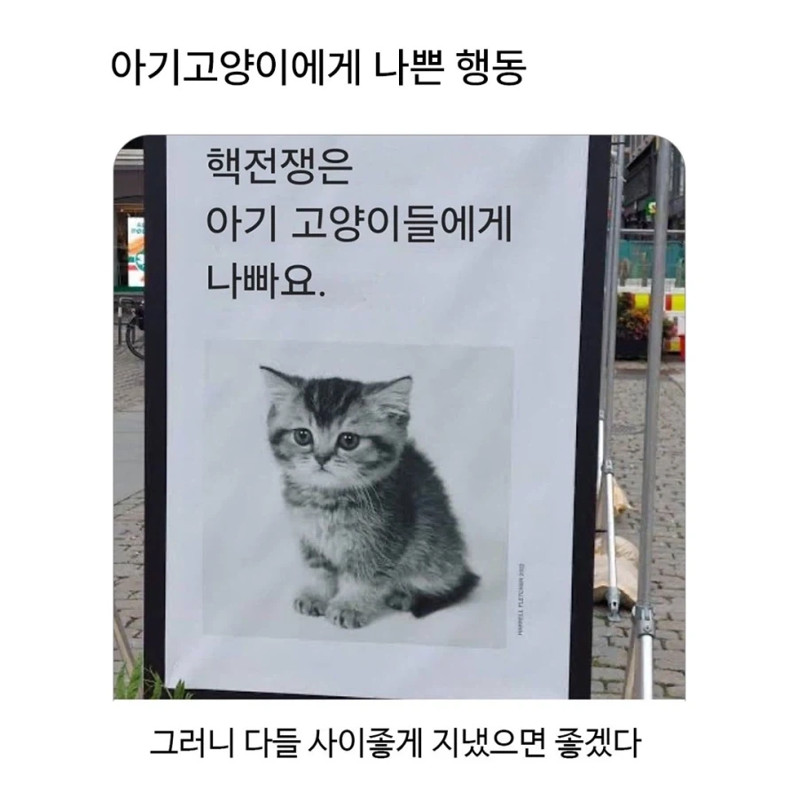 아기 고양이에게 나쁜 행동_1.webp