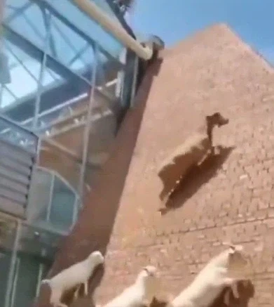염소들이 목숨을 걸고 절벽을 오르는 이유_1.webp