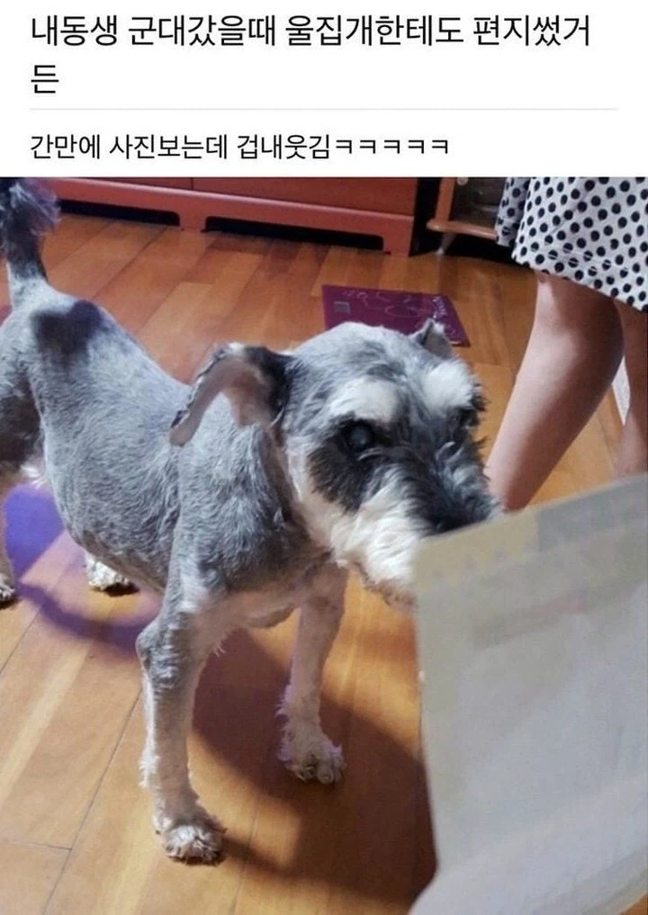 군대가서 자기 개한테 편지보낸 동생.jpg_1.webp
