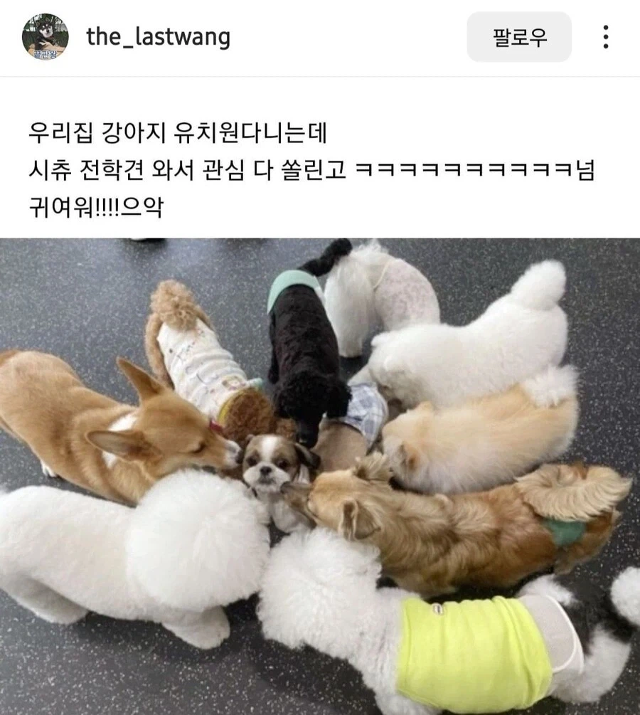 강아지 유치원의 전학생.jpg_1.webp