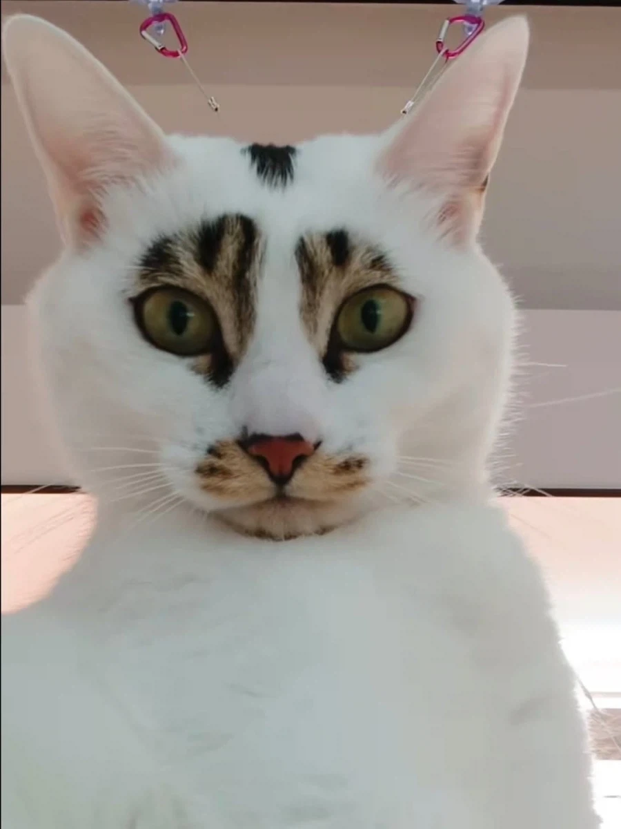 얼굴 무늬땜에 살짝 억울한 고양이..._1.webp