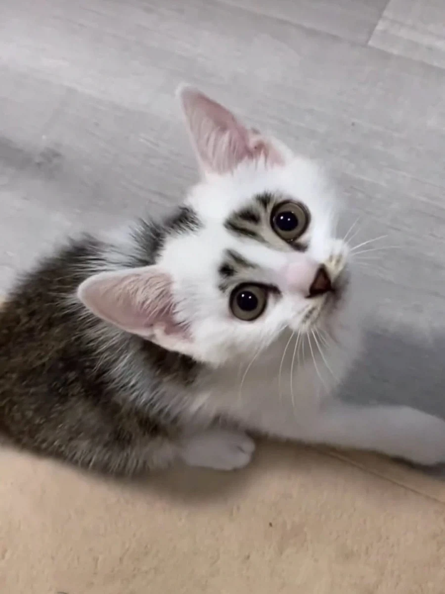얼굴 무늬땜에 살짝 억울한 고양이..._2.webp