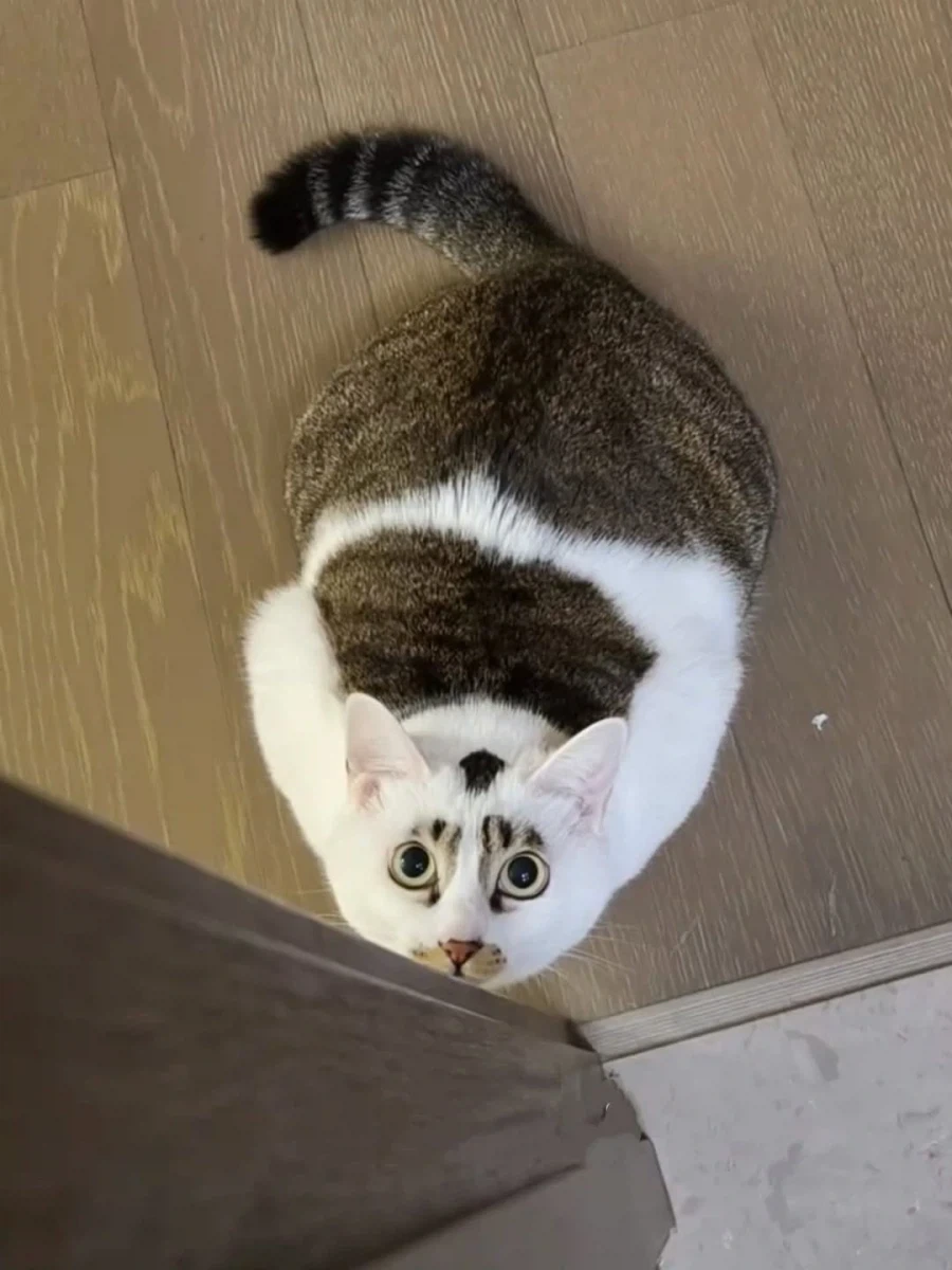 얼굴 무늬땜에 살짝 억울한 고양이..._3.webp