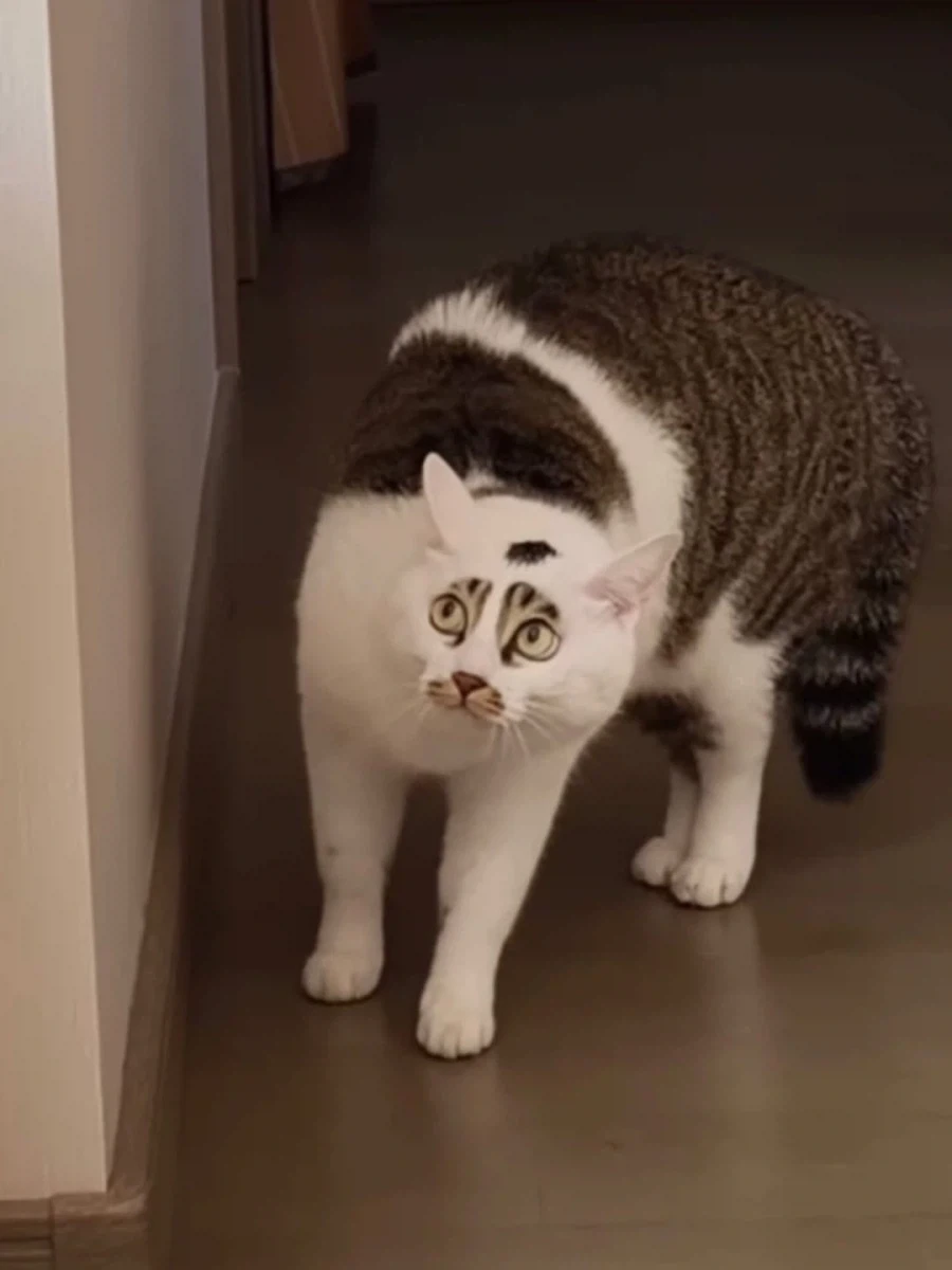 얼굴 무늬땜에 살짝 억울한 고양이..._4.webp