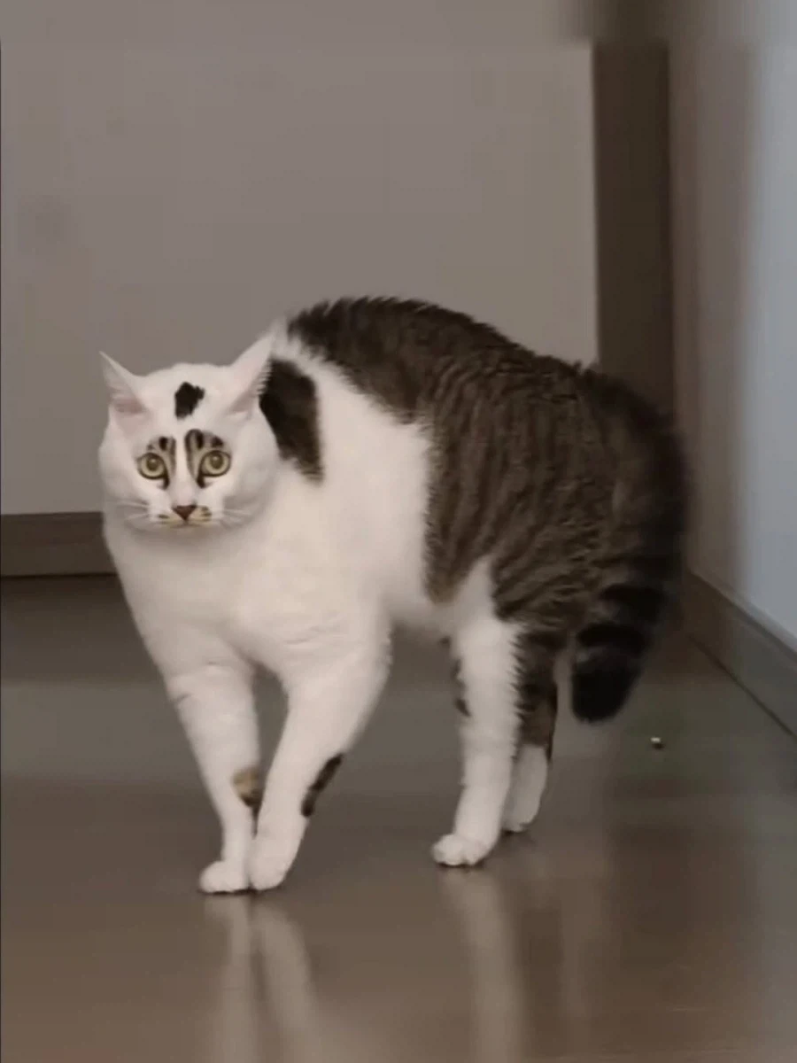 얼굴 무늬땜에 살짝 억울한 고양이..._5.webp