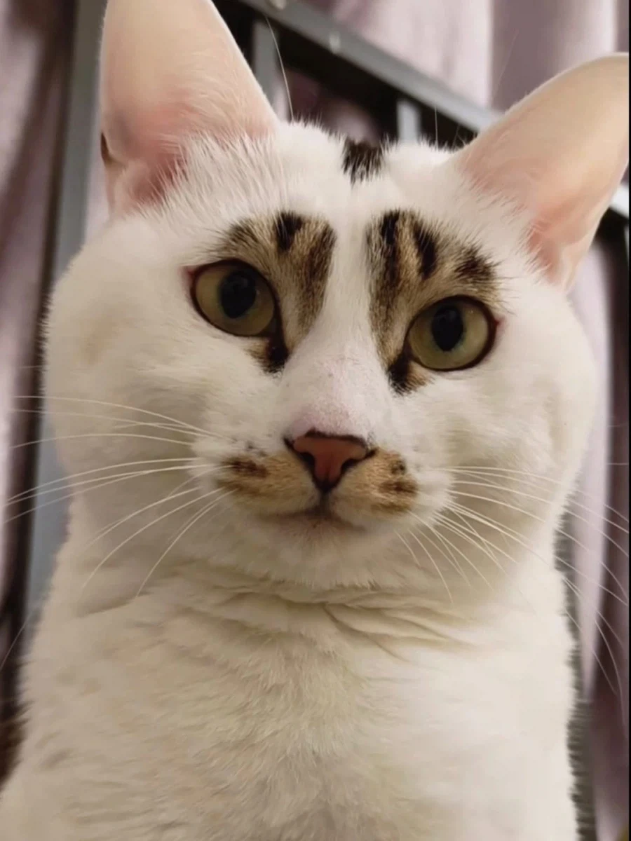 얼굴 무늬땜에 살짝 억울한 고양이..._6.webp