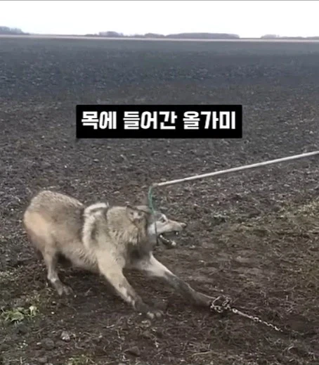 개를 발명하는 과정_3.webp