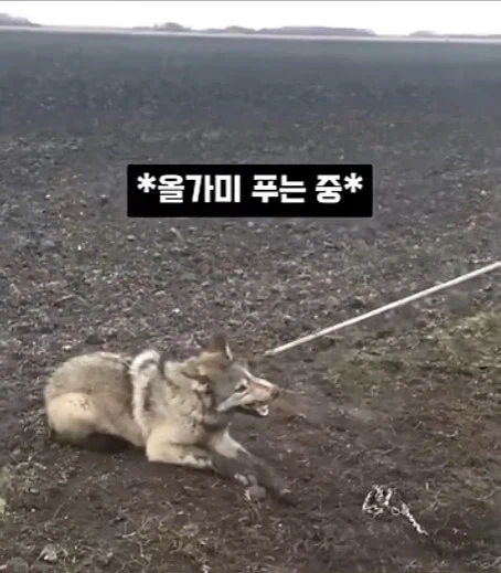 개를 발명하는 과정_9.webp